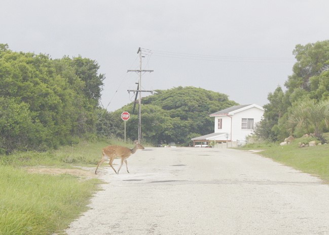 Commercial Property for Sale in Paradise Beach Eastern Cape